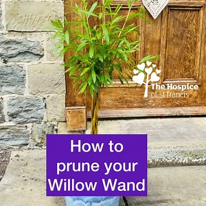 Have you been nurturing a Hospice Willow Wand in memory of a loved one? Spring your Willow Wand back into flourish, as Kathryn shows how best to prune and rejuvenate our ‘wanderful’ Hospice of St Francis Willows! 🌱 Please visit 👉 www.stfrancis.org.uk/willow-wands to register interest in ‘taking home’ a part of our Hospice in celebration of life and love. 💜 #WillowWand #Spring #Nature #Love | The Hospice of St Francis