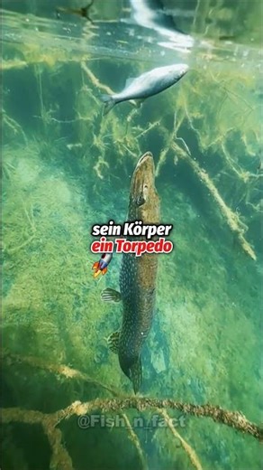 🐊 Dieser FISCH schlägt zu wie ein BLITZ! ⚡