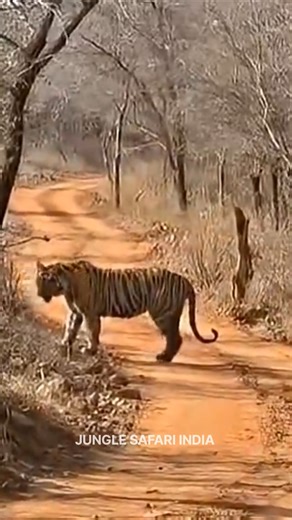 🌄 Into The Wild – Jungle Safari Experience |Ranthambore National Park|#tiger #wildlife #animals