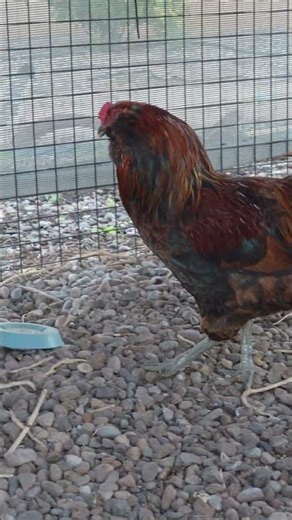 Rooster suspicion + water bucket 🐓 #poultryfans #chicken #chickening #chickenlove #chickenantics