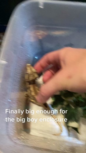 Totally Tokays on TikTok