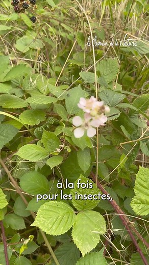 Les ronces, un trésor de la nature ! Leurs mûres sont riches en vitamines et minéraux et leurs feuilles médicinales. Elles ont aussi un rôle essentiel pour la biodiversité et la protection des forêts 🌿 👀 Pour en savoir plus sur les plantes sauvages, comestibles et médicinales, découvrez nos formations en ligne : https://www.lechemindelanature.com/3-formations-en-ligne #plantessauvages #plantescomestibles #mures #roncier #nature | Le Chemin de la Nature