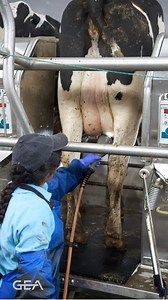 💧💧 The FutureCow Prep System from GEA is the most consistent cow prep for any herd size. To know more about FutureCow click here: https://go.gea/3pv #FutureCow #PrepSystem #AnimalHygiene #MilkigProcedures #DairyFarming #GEA | GEA Farming