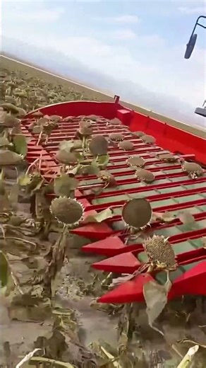 Sunflower harvesting and threshing process