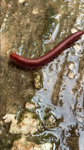 Amazing Facts About Millipedes #Millipede #AnimalFacts #Wildlife
