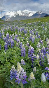 Beautiful flowers in Alaska.🪻 | Lea Dueadkhunthod