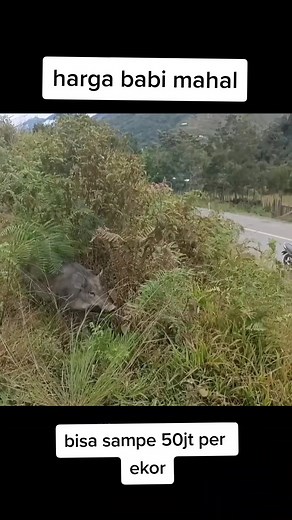 Exploring Wild Boars in Lush Natural Habitats