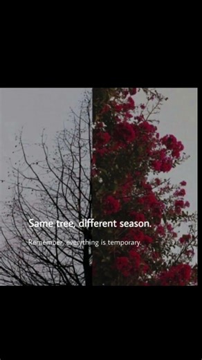 Same tree but different season 🫵#ytshorts #lifelessons