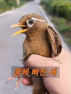 A woman rescued a bird that had fallen into the water.#animals