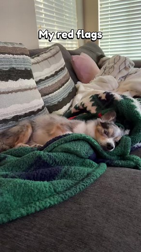 Adorable Mini Australian Shepherd Pomeranian Mix Playing with Baby Boy