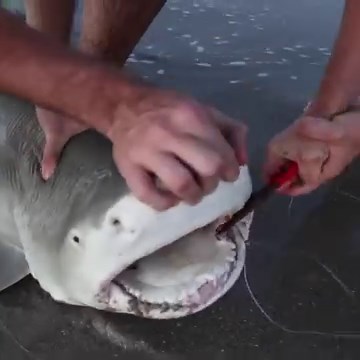 408K views · 6.5K reactions | Lemon sharks are extremely flexible and can even bite their own tail! This shark was safely released! #fishing #sharkfishing #lemonshark #beach #beachfishing #floridalife #FloridaMan | Landshark Outdoors | Facebook