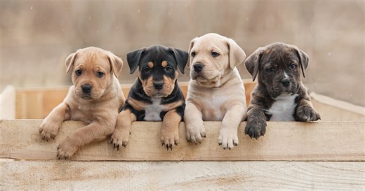CDC releases new guidelines for importing dogs to the U.S.