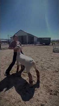 Does this work for showmanship? Btw I’m a junior. ‪@AU-show-lambs‬