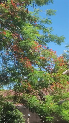 perfeitamente linda a criação de Deus, #paisagemnatural #plantas #naturezasurpreendente #sitio