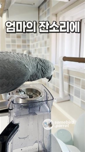 엄마를 따라다니지만 잔소리는 듣기 싫은 앵무새 🤣 회색앵무 잠바 | Parrot Loves Mom but Hates Her Nagging | African Grey parrot