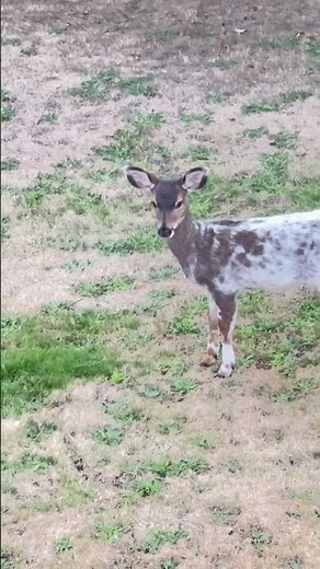 Rare Dwarf Deer Spotted in Our Backyard 🦌