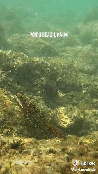 Exploring the Underwater Wonders of Poipu Beach