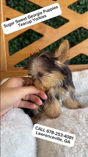 Teacup Yorkie Puppies For Sale #forsale