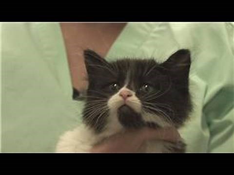 Kitten & Cat Care : How to Treat Diarrhea in Cats