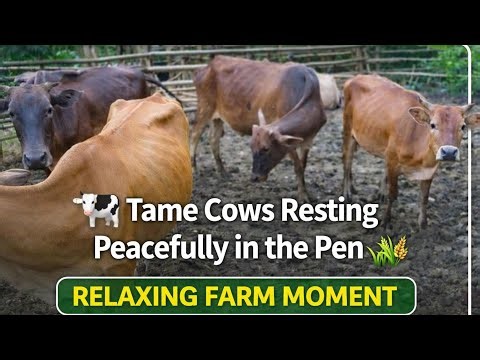 Relaxing Farm Moment: Tame Cows Resting Peacefully in the Pen 🐄🌿