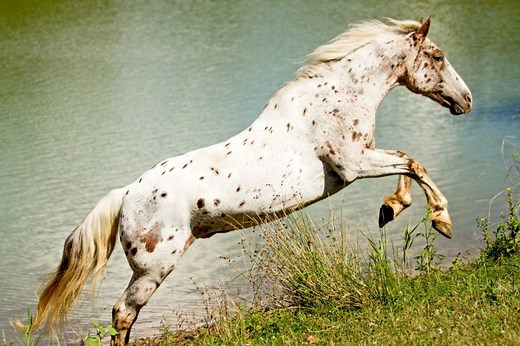 Appaloosa Horse Breed: History, Patterns, Traits, And Pics.