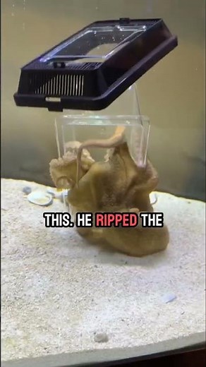 Giving Tommy the octopus an easy puzzle!