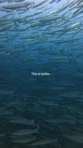 I mean there’s no debate.. scuba diving is just one of those life experiences you need to have 😁😁 Message me if you want to try it! 🙏 #scuba #scubadiving #underwaterworld #underwater #kohtao