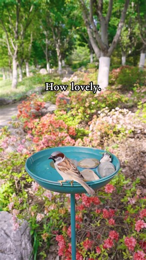 Revitalize Bird Baths for Wildlife