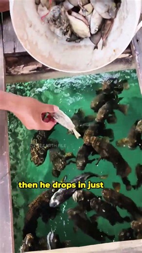 The Floorboard Secret 😱🐟