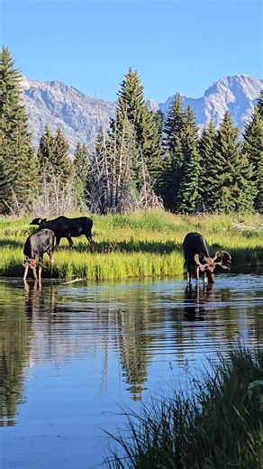 53K views · 4.4K reactions | Pond life...Moose enjoying the water in Grand Teton on a perfect summer morning... | T. Lyn Neufeld Photography | Facebook