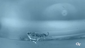 6.7K views · 165 reactions | A tiny organism on the surface of the water has mastered a skillful way to avoid predators. Georgia Tech researchers have unlocked the secret to the springtail's acrobatic, wingless flight. Just 0.2 mm in size, the springtail launches off the surface of the water, self-corrects in mid-air, and sticks the landing in nearly the exact same spot almost every time. -- https://b.gatech.edu/3AfxBhe | Georgia Tech | Facebook
