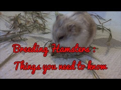 How to Breed Dwarf Hamsters