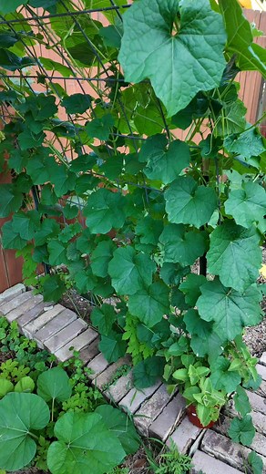 Another vegetable I'm growing is called Patola in English Sponge gourd, or ribbed loofah! It's a cucumber family member (*Luffa acutangula*) and the older fruits become loofahs – natural bath sponges! 🧽🌱 #Vegetables #Gardening #Loofah #SpongeGourd #Plants | Leny T Bardwell