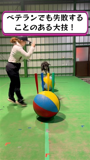 Attach a camera to the trainer and watch circus dogs juggle