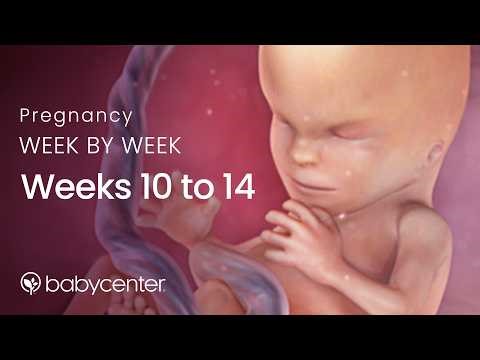 Pregnancy week by week: Weeks 10 - 14