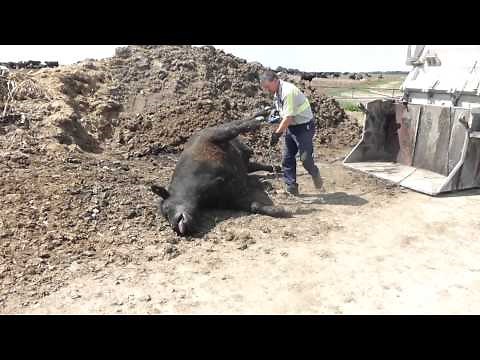 Feedlot - Dead Cow Being Picked Up for Render Plant