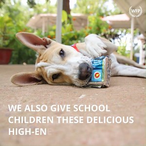 It's #PuppyDay! 🐾❤️ Meet Foxtrot, the humanitarian dog. He was adopted by WFP staff in Bangladesh and is now working with the team, helping them to save and change lives. Follow his Instagram @humanitarian_pup #NationalPuppyDay 🐶 | World Food Programme