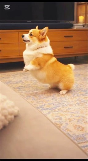 Cutest Dancing Puppy Ever 🐶💃 | Funny & Adorable Puppy Dance Video | Viral Dog USA #shorts #cute