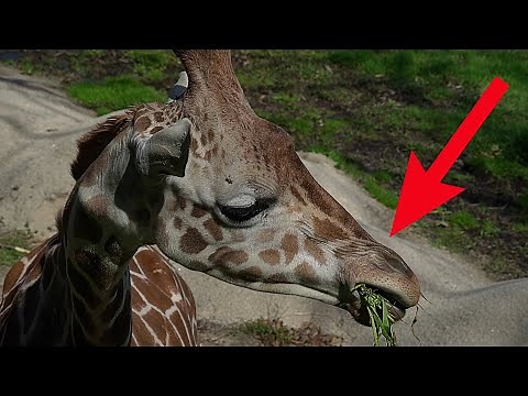 How Do Giraffe Eating Food - Long Neck Animal