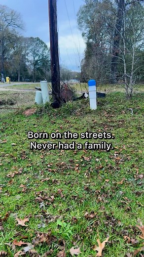 25K views · 5K reactions | Meet Izzy! She was born a stray and only...