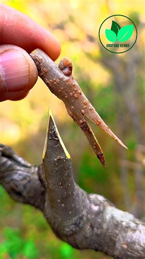 Persimmon tree grafting techniques | Grafting plants in easy steps #bonsai #grafting #bushcraft