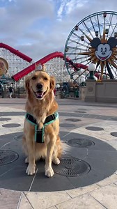 Happy 4th Birthday, Emma!!! We had the best time celebrating at Disneyland/CA Adventure!!! 🥳🩵🐾🏰 @iloveemmapotato | I Love Golden Retrievers