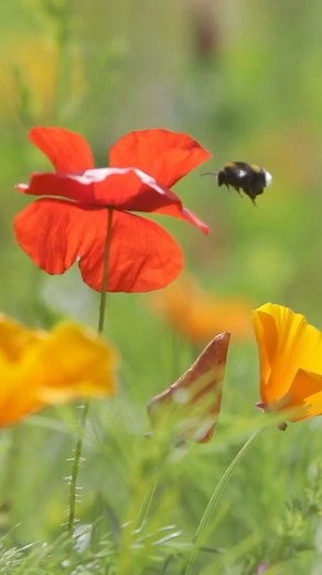 What is objectivity in science? 樂 Why should we care about the...