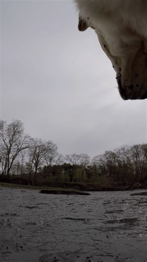 29K views · 1.3K reactions | Went for a walk… with Labs. | Dog Named Stella | Facebook