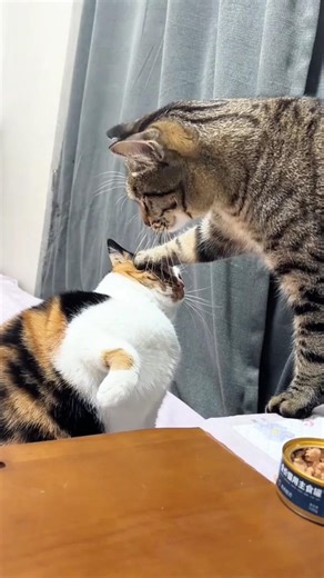 Bro thinks conquering women is easy😸 #funny #cat #shorts