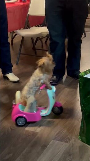 Cute Yorkie Rides Scooter