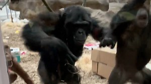 7.6K views · 30 reactions | Those chimps definitely weren’t judging  | Screenshot | Facebook