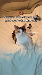 We’re writing the best story together 🥹💜 #missdaisymae #catsofinstagram #calico #cats #catvideo #catreels #reels #catlife #cute #instacat #catlover #shesthecutest #becausecats | Daisy Mae