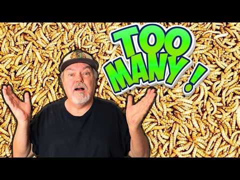 Putting Away 27,000 Feeder Insects… 😳