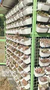 Creative Plant Styling in Oliva Pacita Farm with Cactus & Succulents ♥️ #plants #gardening #hermiesonajo #MiniDinoParkandEcoGarden #olivapacitafarm #cactus #plantstyling #succulents #garden #reelsvideo #reelsinstagram #reelschallenge #reelsfyp #fbreelsvideo 😍😍😍 | Hermie Sonajo Plants